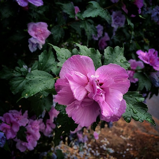 pink and purple flower tree