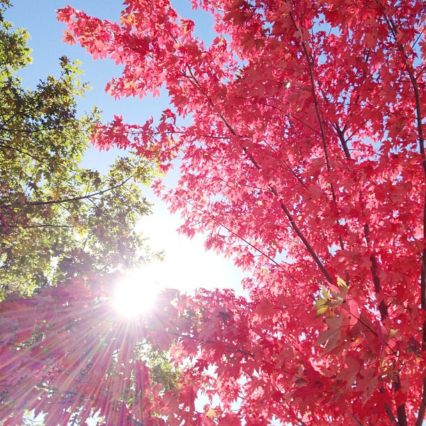 pink tree