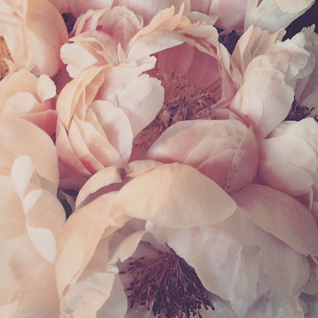 pretty peonies