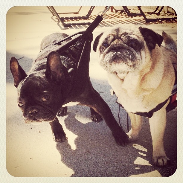 pug and frenchie