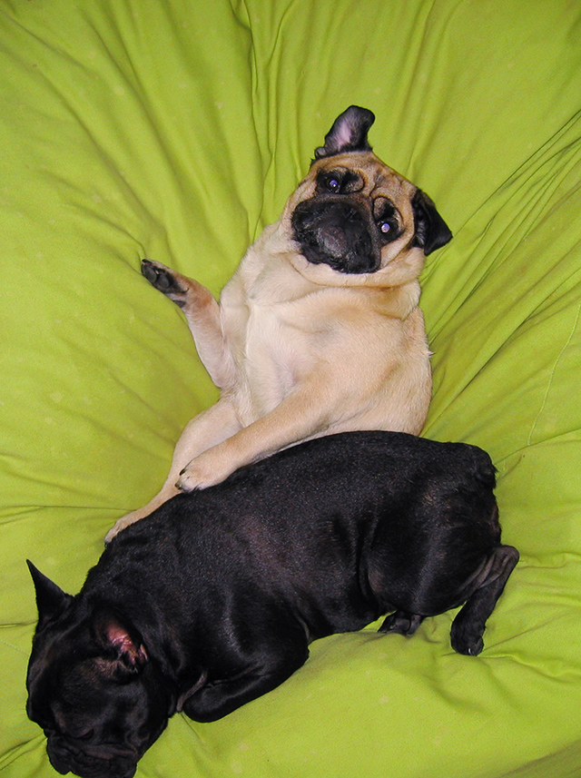 pug and frenchies