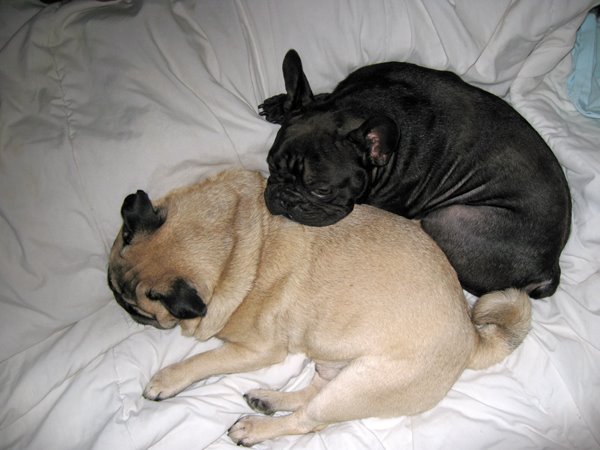 pug-french-bulldog-may-08-2