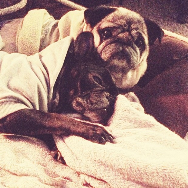 pug frenchie cuddles