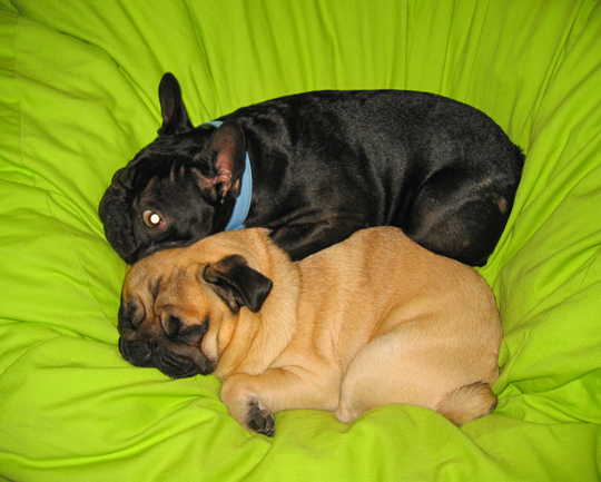 pug-frenchie-dogs-cuddling