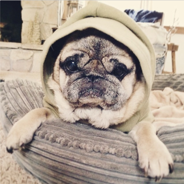 pug in a hoodie