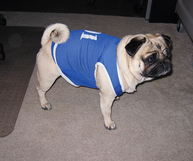 pug in a jersey