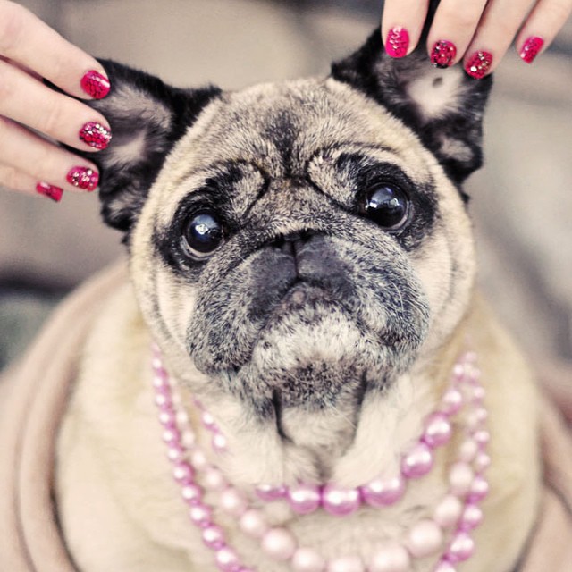 pug in pearls