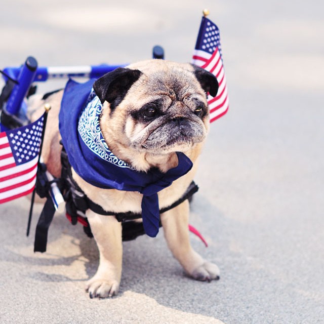 pug in wheels with american flags