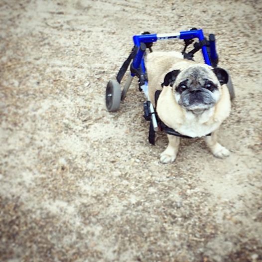 pug in wheels