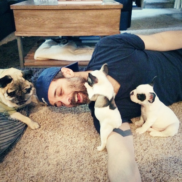 puppies and pug