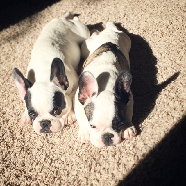 puppies in the sun