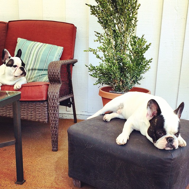 puppies on the patio