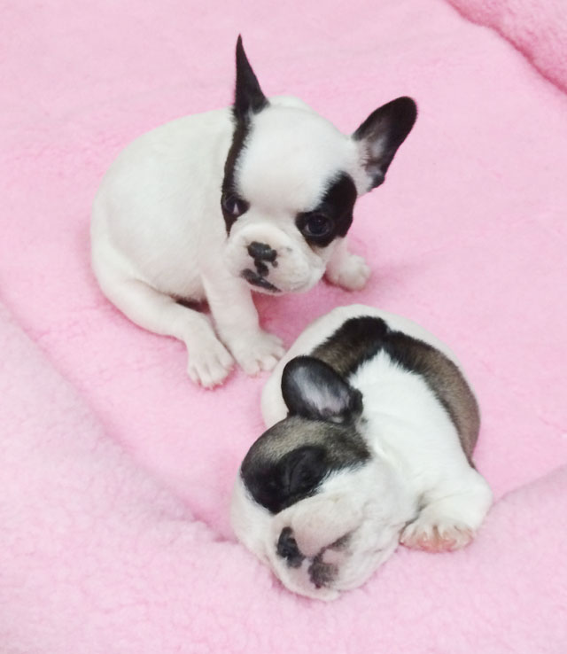 puppies-pied frenchies-6 weeks old-1