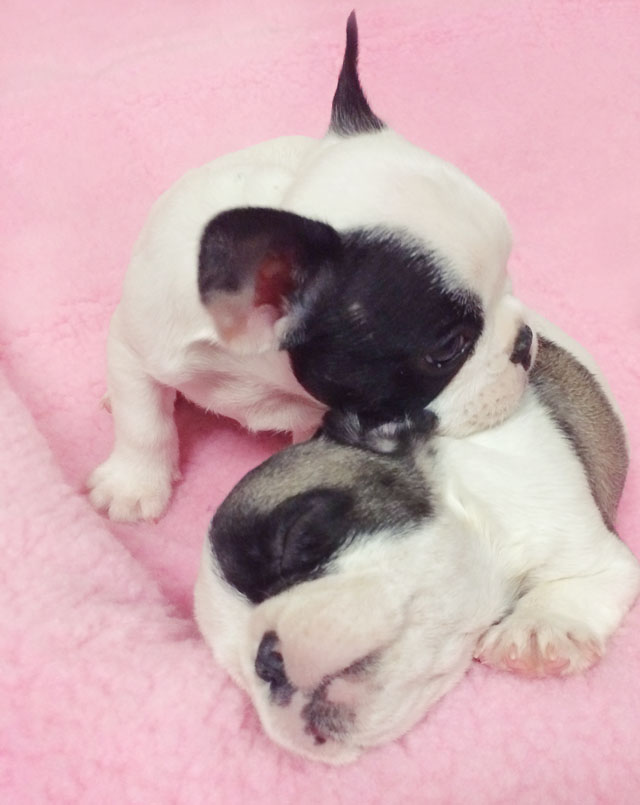 puppies-pied frenchies-6 weeks old-2