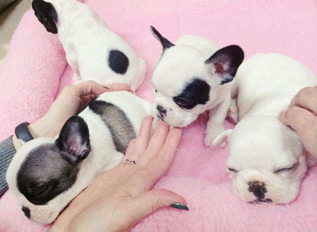 puppies-pied frenchies-6 weeks old-3