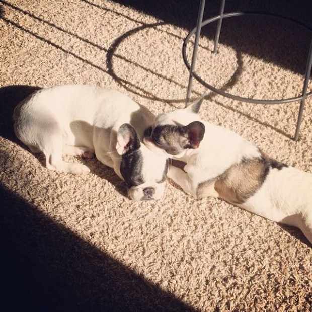 puppies sleeping on each other in the sun