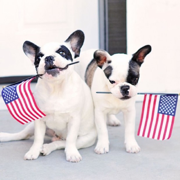 puppies with flags