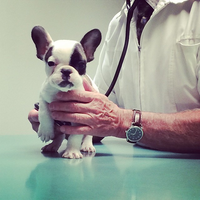 puppy at the vet