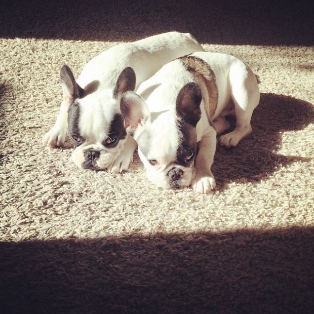 puppy brothers in the sun