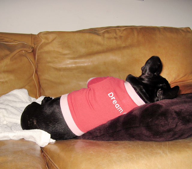 puppy dream shirt sleeping