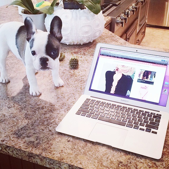 puppy on the counter