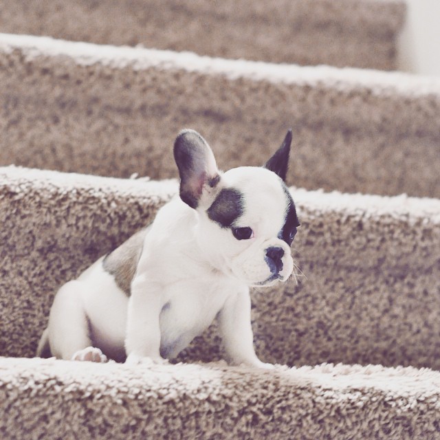 puppy on the stairs