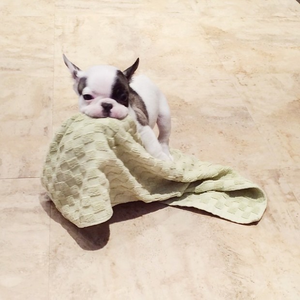 puppy with a towel