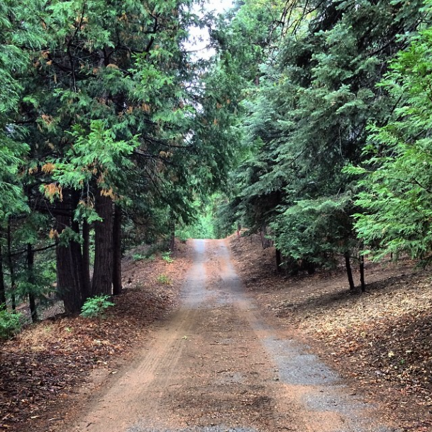 road through the trees