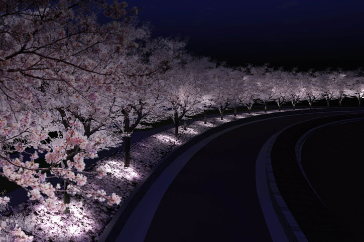 glowing cherry blossom trees