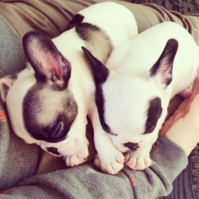 sleeping frenchie puppies