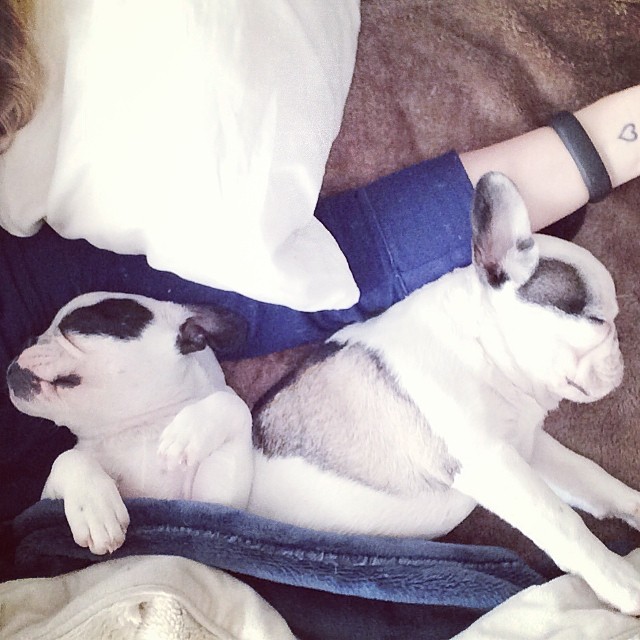 sleeping with frenchie pups