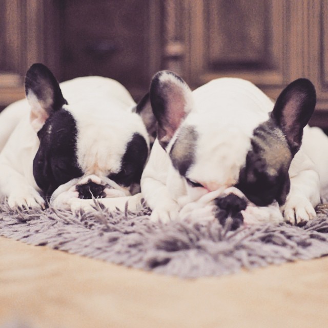 sleepy bunny french bulldog brothers