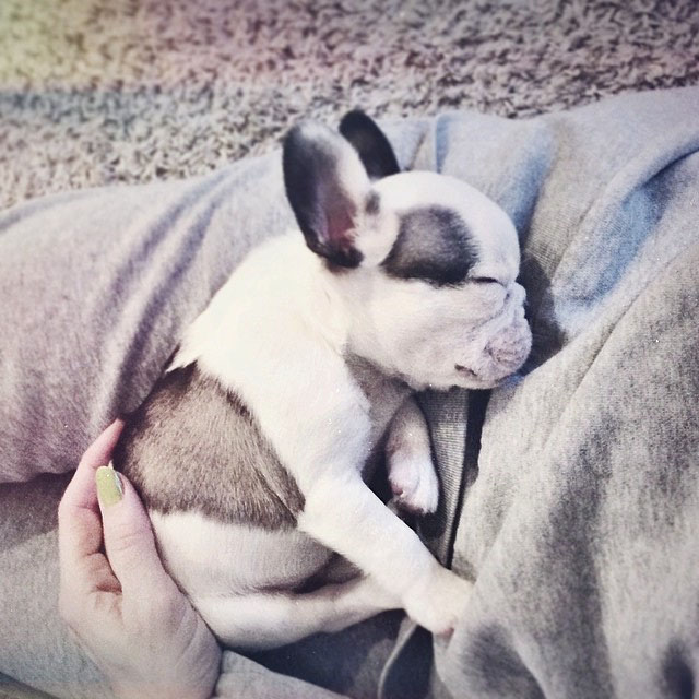 sleepy bunny frenchie on my lap