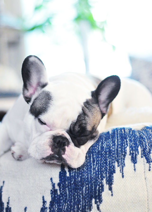 sleepy french bulldog