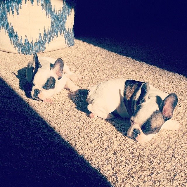 sleepy french bulldogs in the morning sun