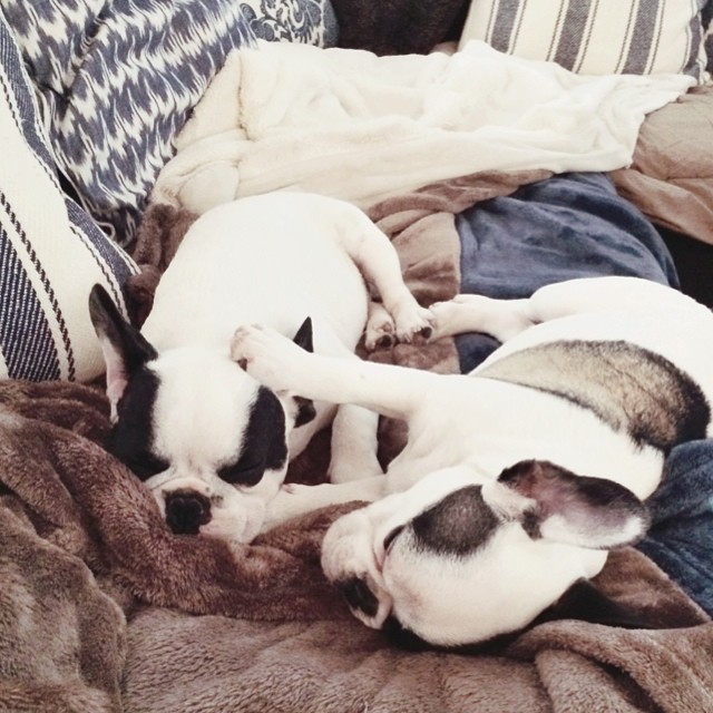 sleepy frenchie pups