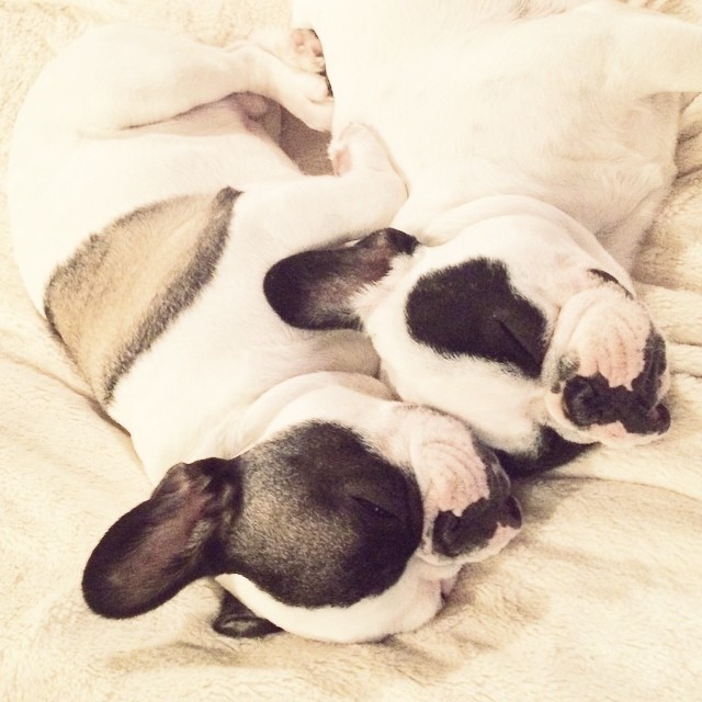 sleepy frenchies