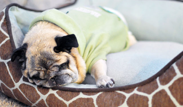 sleepy pug