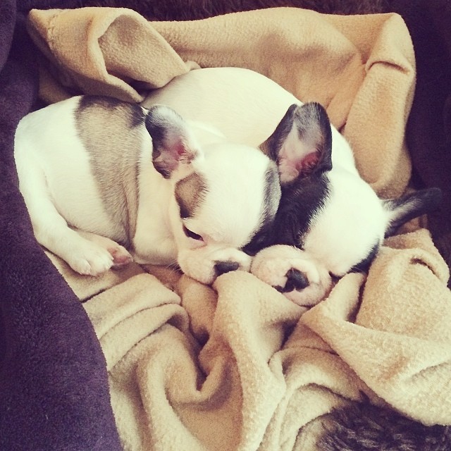 sleepy puppy heads