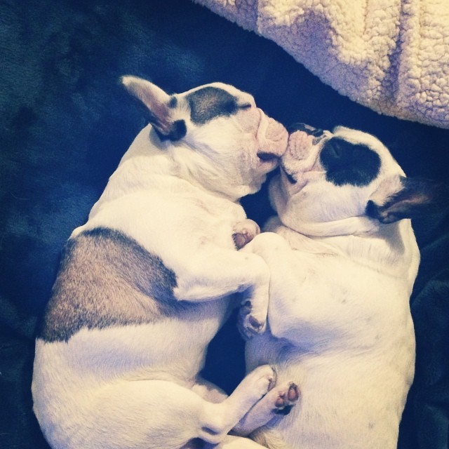 sleepy saturday snuggles-frenchies