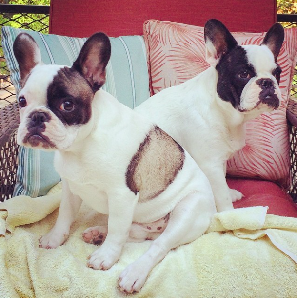 smush face pups-french bulldogs