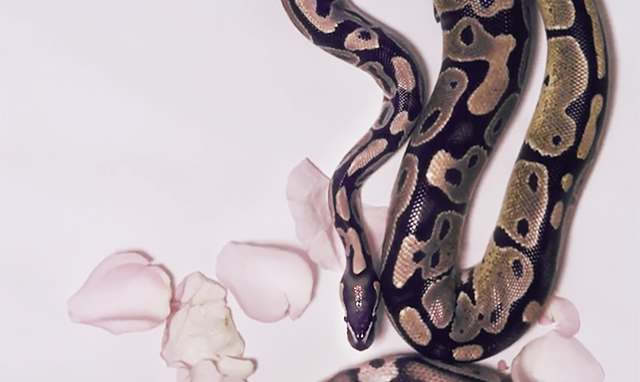 snakes and rose petals -my garden 9