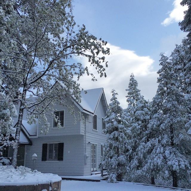 snow covered trees and house