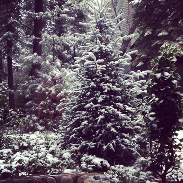 snowcapped trees