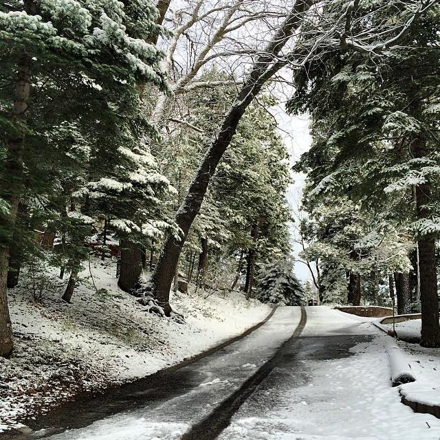 snowy road and trees