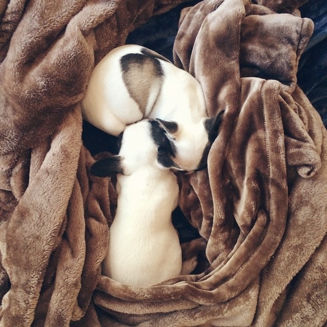 snuggle puppies-frenchie brothers