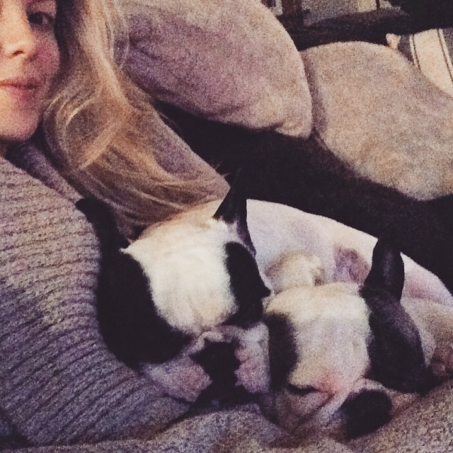 snuggly french bulldogs