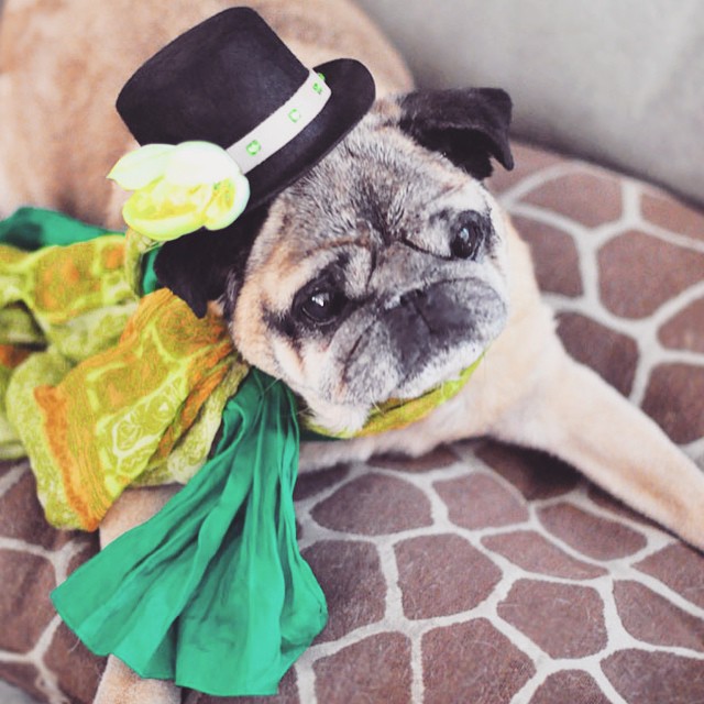 st patrick's day pug