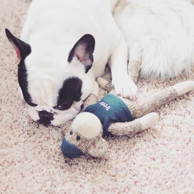 sweet frenchie with sock monkey