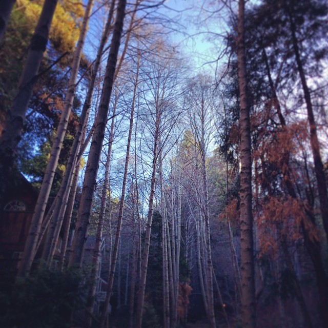 tall trees-forest-woods